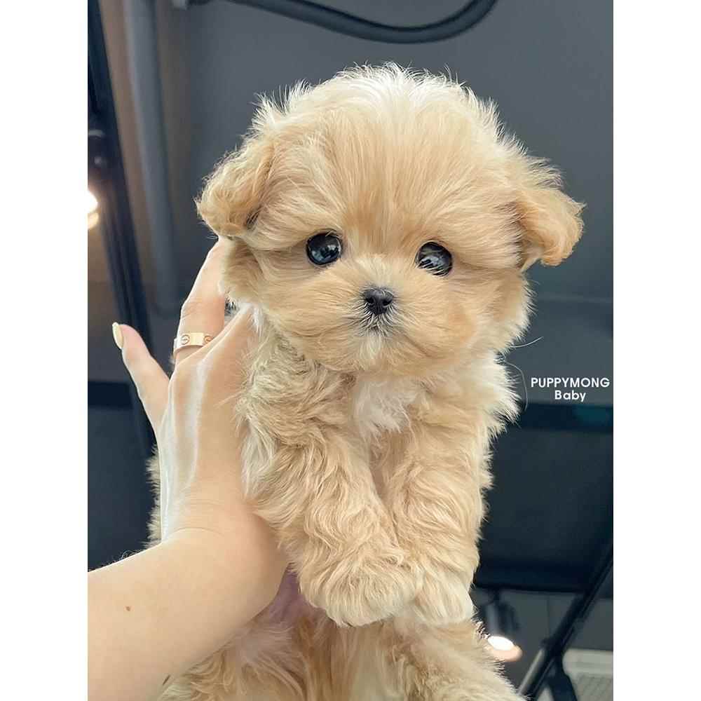 马尔泰犬幼犬茶杯犬宠物真狗双血统马尔济斯泰迪小狗狗小型犬活物