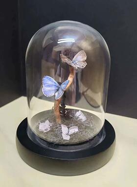 雅灰蝶标本玻璃罩迷你飞行的宝石小众收藏礼物艺术真蝴蝶摆件