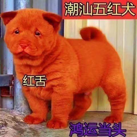 五红犬潮汕土猎犬狩猎犬中华田园犬红色土狗四眼狗狩猎犬虎头红狗 - 图3