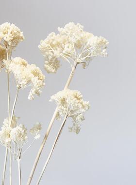 白色干 干燥花花束奶油风真花满天星兔尾草八角花小邹菊罗丹鸟吊