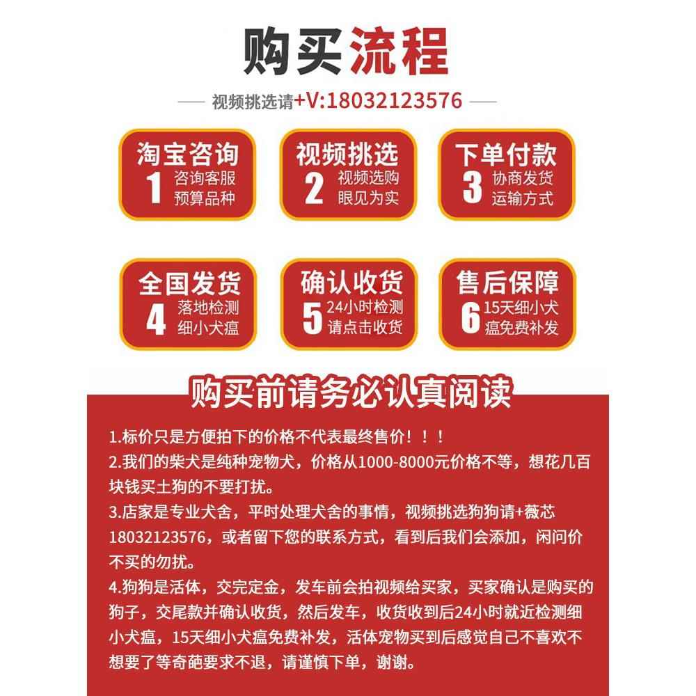 柴犬幼犬纯种活体黑柴犬日本小柴犬狗狗宠物小型犬纯种豆柴犬幼崽-图2