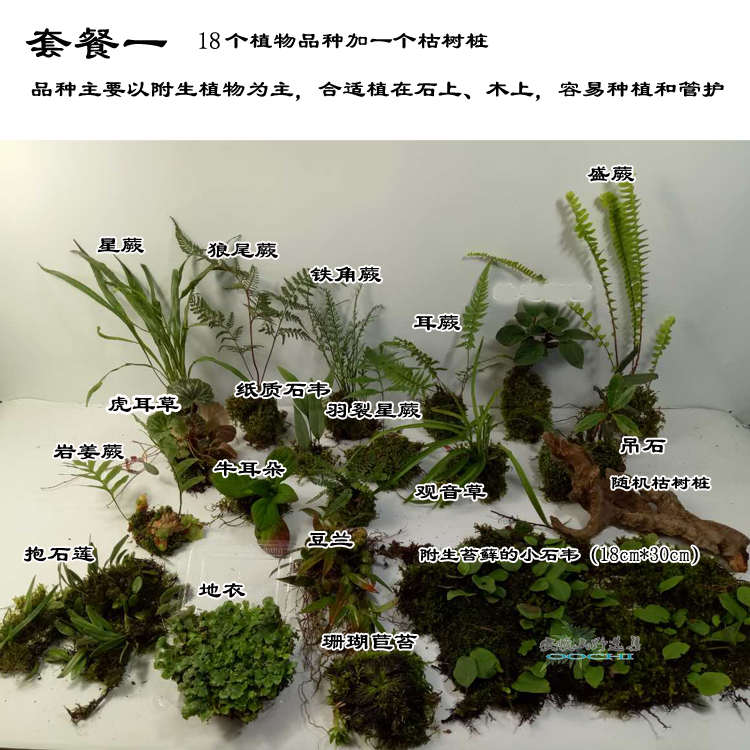 山野选集 热带雨林生态缸微景观室内景观素材 造景用植物套餐组合 - 图0