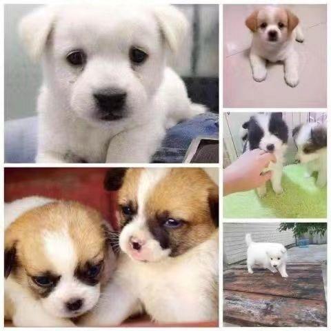 中华田园犬幼犬狗狗活物四眼土狗纯种小型幼犬家养土黄狗白狗黑狗 - 图2