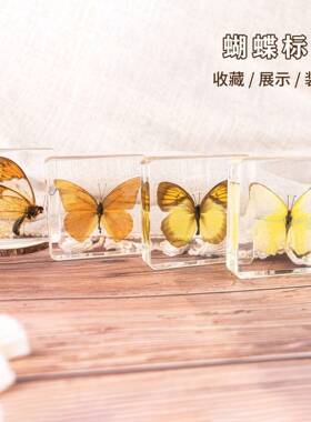 热卖滴胶展翅蝴蝶标本树脂工艺品儿童教学装饰摆饰治愈系礼物