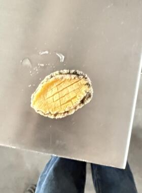 同普现货鸡胗切花机 黑鱼带鱼改刀机 商用鱿鱼切花刀机