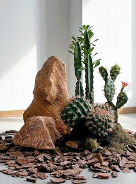 彷真仙人掌造景商场楼梯下室内沙漠植物橱窗拍摄道具场景装饰摆饰