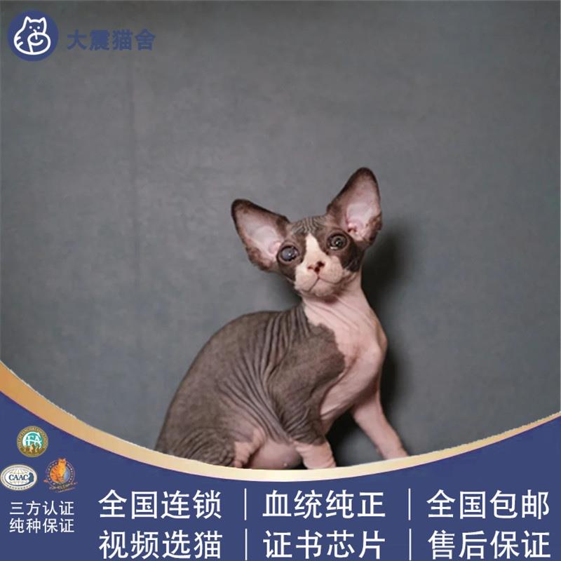 加拿大无毛猫斯芬克斯黑白开脸黑皮蓝皮白皮无毛比鲁斯异瞳鸳鸯眼 - 图0