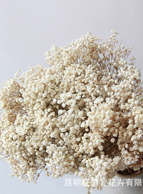 A级永生满天星干花400g伊洛斯自