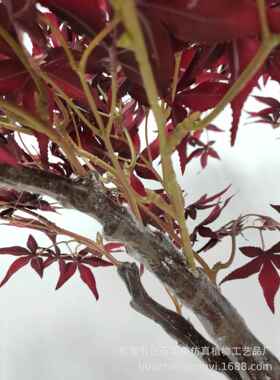 仿真松办树客松红枫树家居HZPZ010迎公室盆绿植盆栽盆栽商场酒店