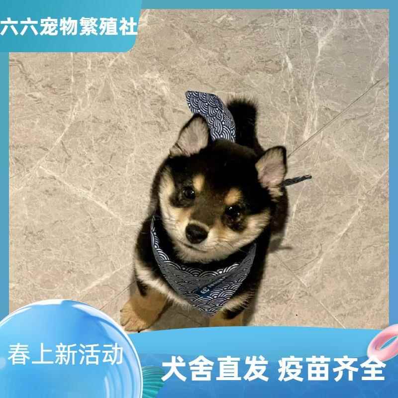 活物柴犬豆柴土柴幼犬小狗幼崽狗狗宠物正宗中小型家养田园可爱狗-图0