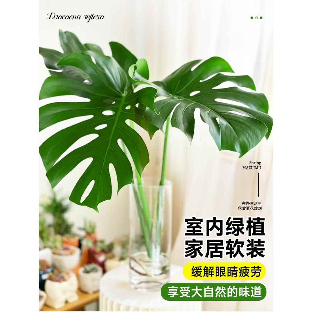 龟背竹水培植物盆栽老桩观叶绿植大叶室内外客厅净化空气四季常青 - 图3