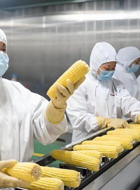 鲜食玉米加工生产线 东北甜玉米扒皮机 玉米切头去尾清洗机