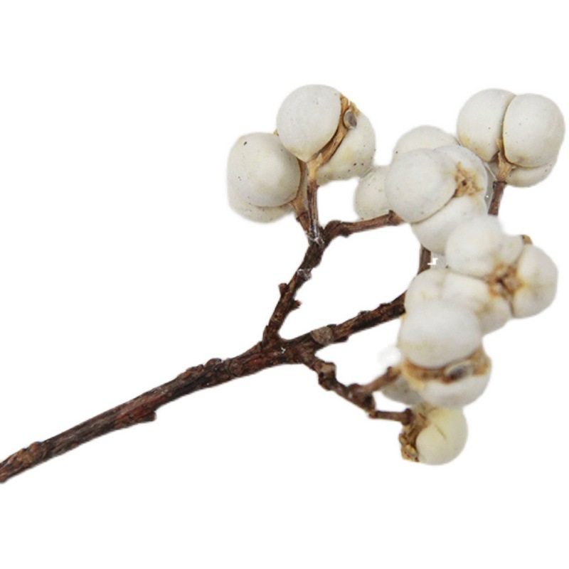 十字果开心果白果永生花干花植物散装花卉DIY无火香薰蜡烛花材,淘宝优惠券,粉丝福利购,淘宝优惠卷