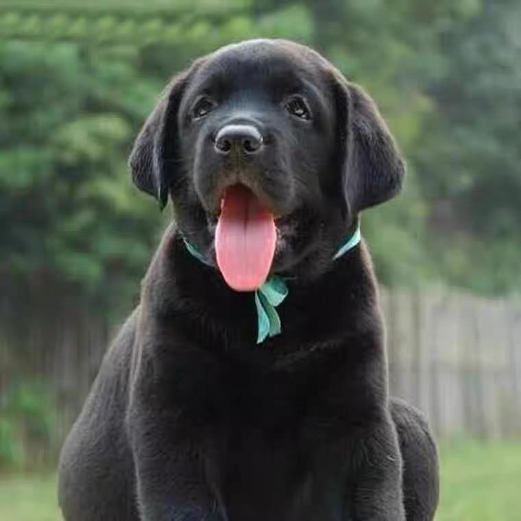 拉布拉多幼犬纯种双血统短毛导盲犬活体黑色小狗幼崽金毛活物宠物 - 图2