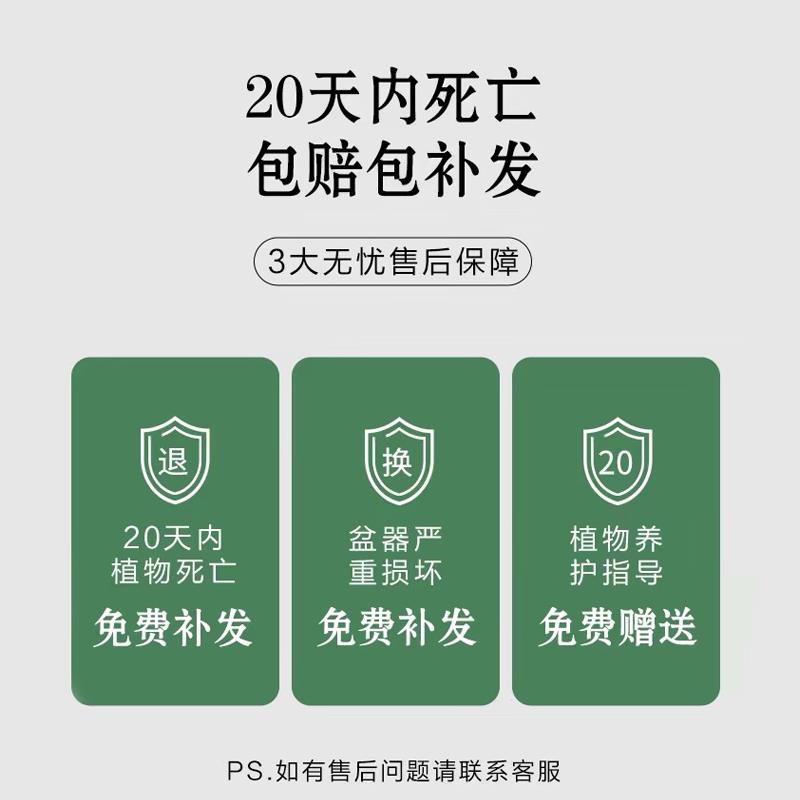 金边虎皮兰矮脚室内盆栽净化空气客厅办公室绿植好养花卉植物 - 图2