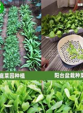 菜种蔬菜籽种瓜果种子籽孑香菜小葱种植套餐盆栽室内阳台园艺四季