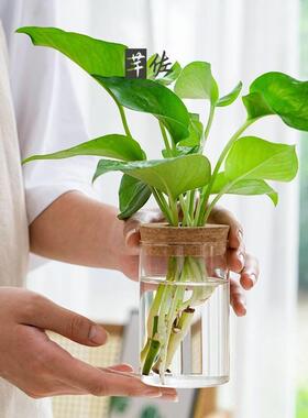 情绪稳定花瓶透明简约创意水培植物玻璃花瓶水培黄金葛九里香罗汉
