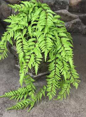 仿真大壁挂波斯草蕨草植物墙装饰绿植婚庆摄影家居遮挡仿真绿植
