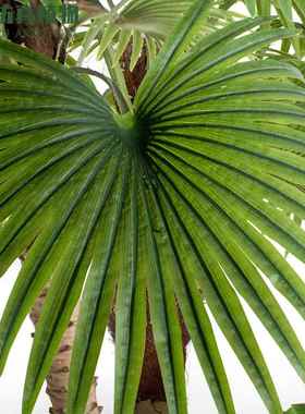室内造景盆栽热带雨林绿植北欧风装饰仿真扇葵树大型仿真棕榈树