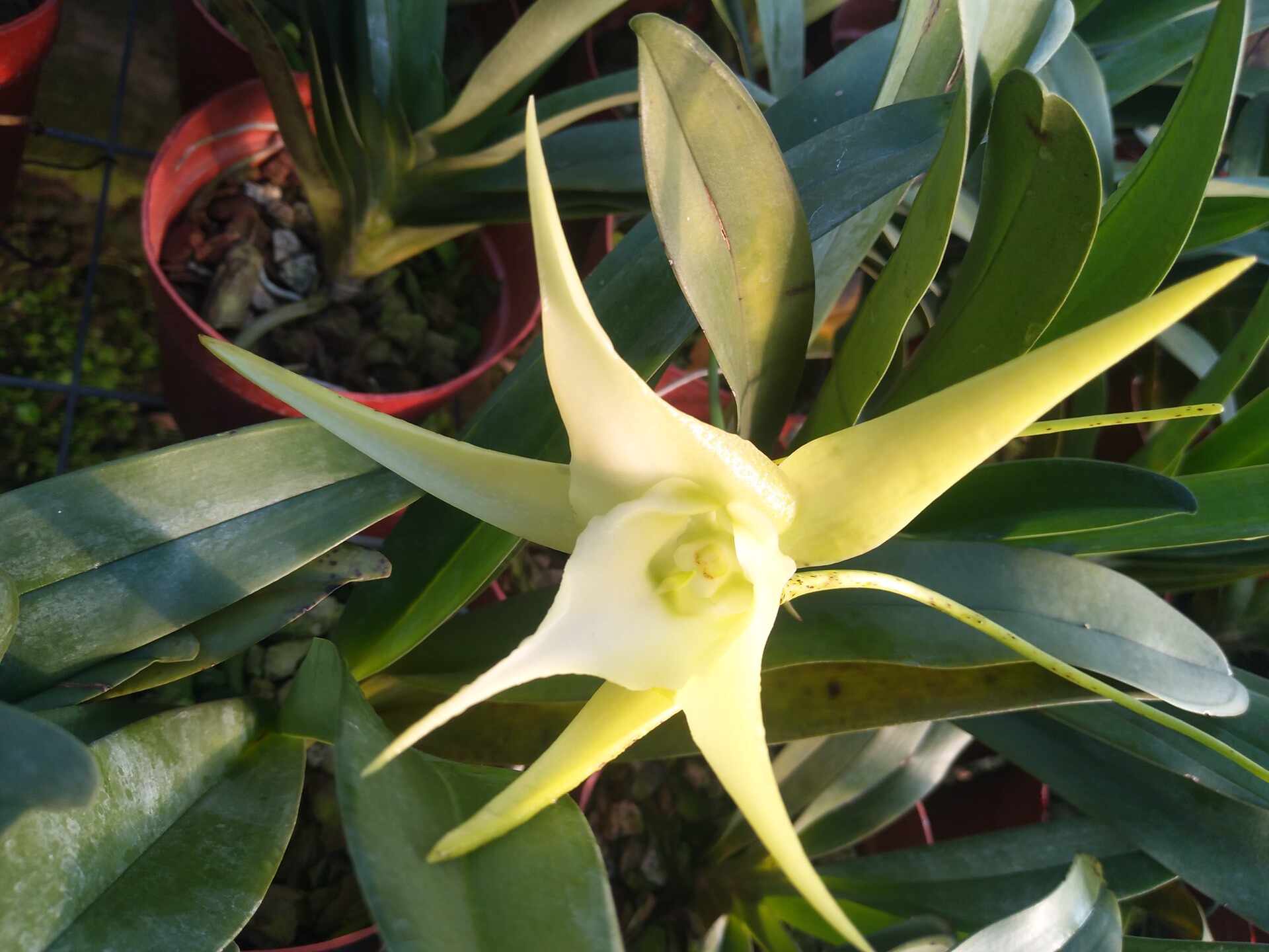 風蘭 Top 700件風蘭 22年12月更新 Taobao