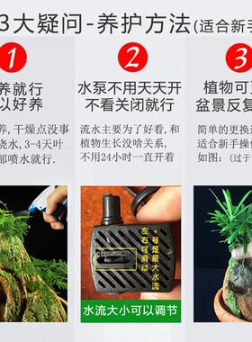 全是活植物假山流水喷泉摆件造景石材办公室室内招财鱼池石头送礼