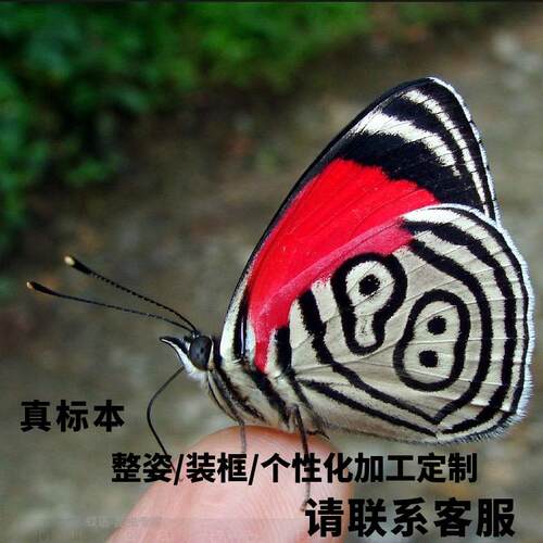 蝶语：绿贝炬蛱蝶 新到货 原蝶 展翅蝴蝶标本装饰画 DIY手作材料 - 图1