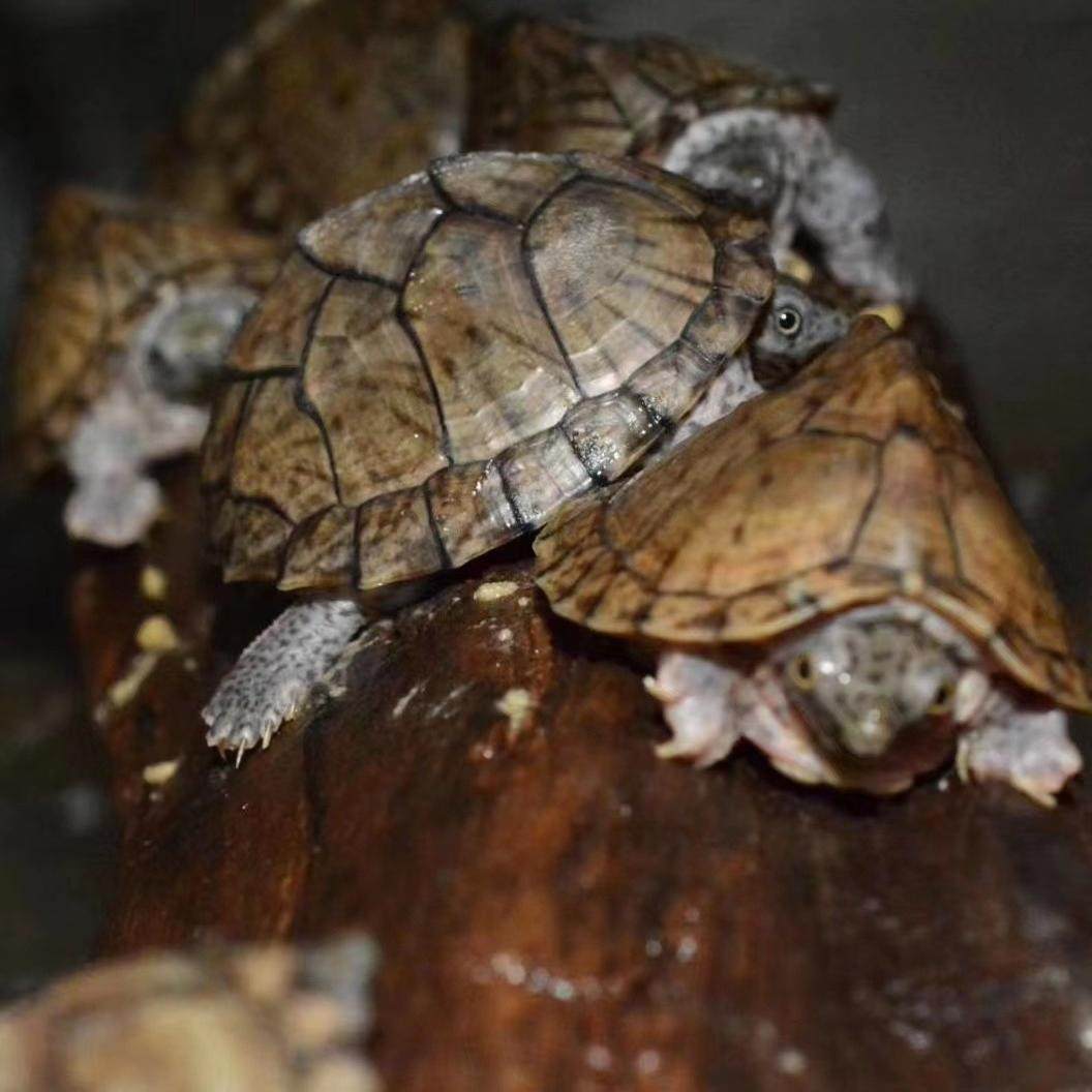 剃刀蛋龟苗迷你宠物龟深水乌龟活物观赏龟迷你屋顶龟剃刀龟网红龟,淘宝优惠券,粉丝福利购,淘宝优惠卷