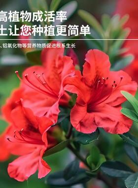 云南红土高原喜酸植物通用红泥土茶花蓝莓盆景茉莉花专用风化土壤