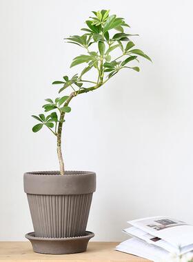 法式西蒙娜复古高级感家居手工水泥陶盆桌面侘寂风北欧花盆带托盘