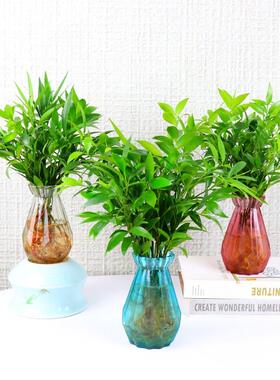 水室培植你水物袖养珍迷椰子水生绿色栽盆花办公热绿桌植带卉内