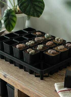 育苗盆塑料多肉叶插小黑方播种扦插托盘蔬菜西瓜辣椒苗盆穴盘加厚