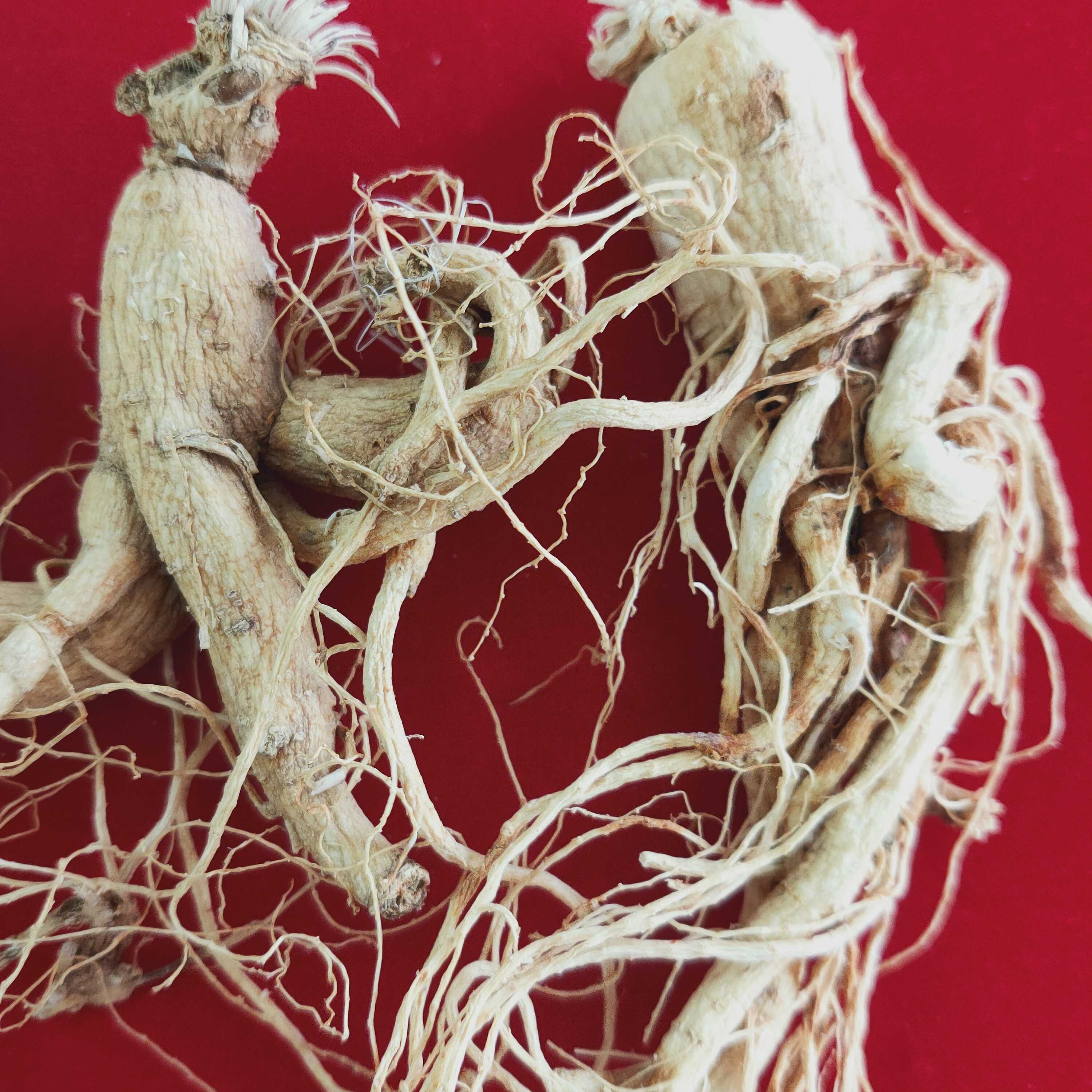 人参/园参及其制品只需99.9元