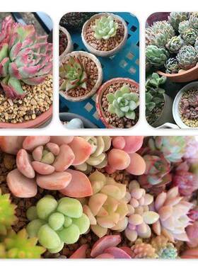思威博黄金麦饭石颗粒营养土多肉植物铺面石拌专用多肉土盆栽种植