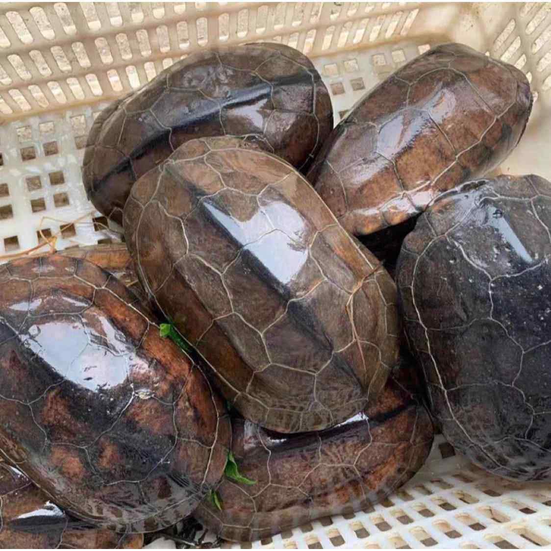 中华草龟产蛋观赏煲汤纯种够年份的本土老龟杂食健康好养品种,淘宝优惠券,粉丝福利购,淘宝优惠卷