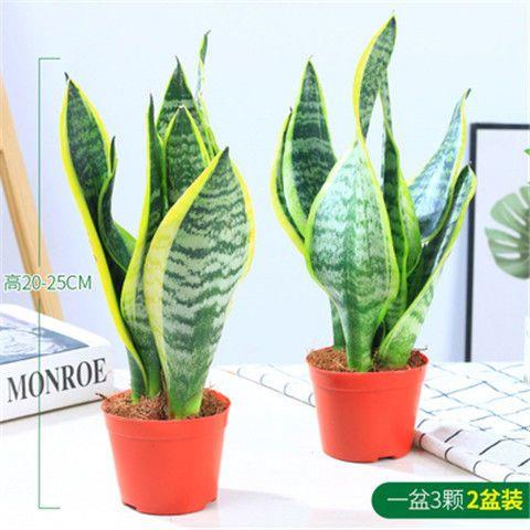 金边虎皮兰新居吸甲醛多肉植物防辐射室内阳台绿植盆栽高矮虎尾兰 - 图0