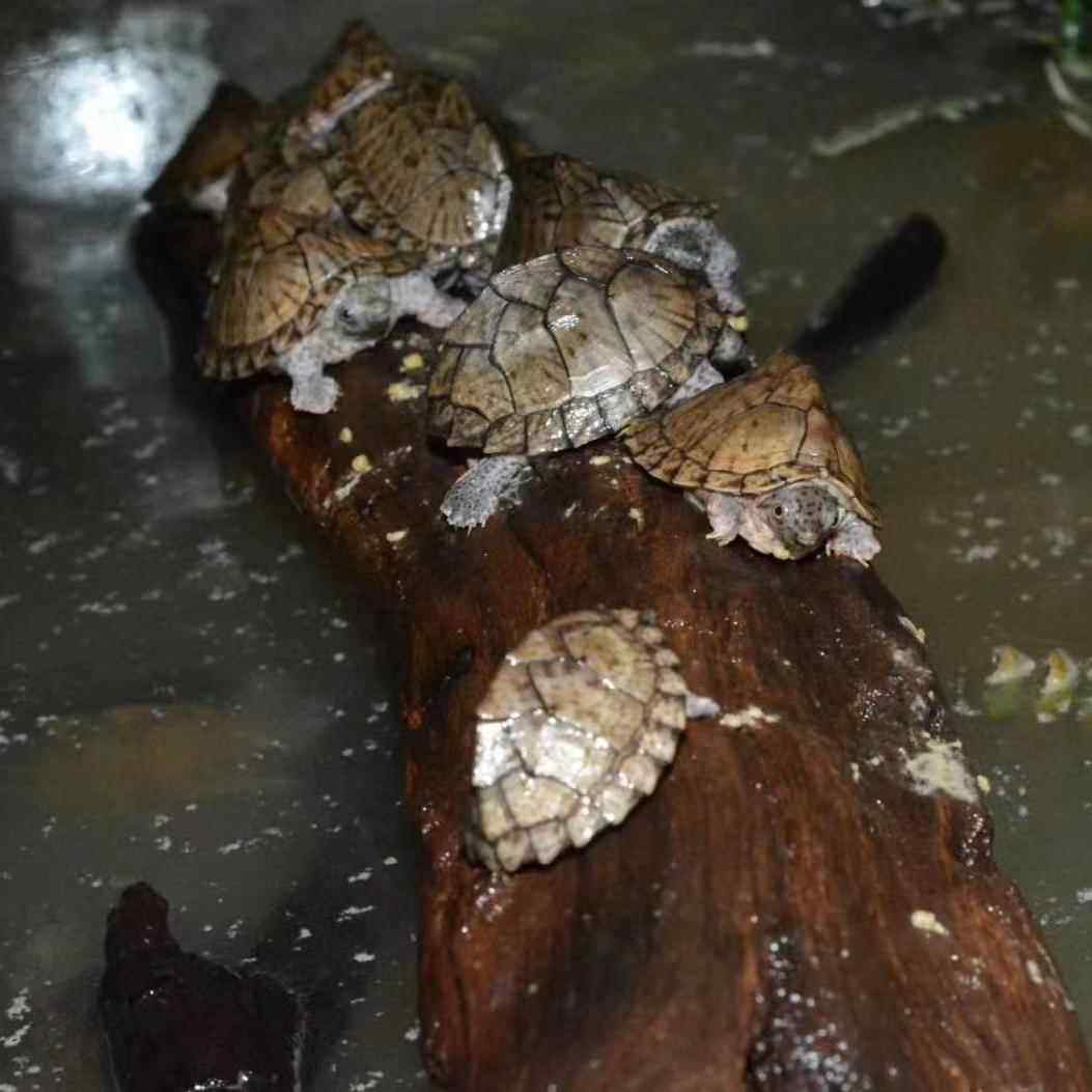 剃刀蛋龟苗迷你宠物龟深水乌龟活物观赏龟迷你屋顶龟剃刀龟网红龟,淘宝优惠券,粉丝福利购,淘宝优惠卷