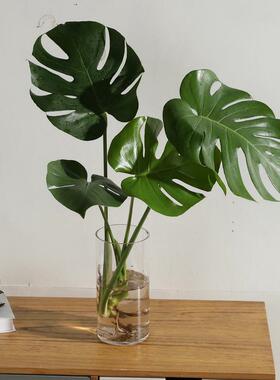 玻璃插花瓶圆口30水培器皿龟背竹水养春雨春羽植物专用花盆40cm高