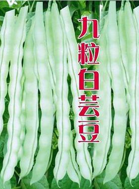 长豆角四季种种豆子豇架种豆籽春秋播种四季豆豆眉豆芸豆无架豆地