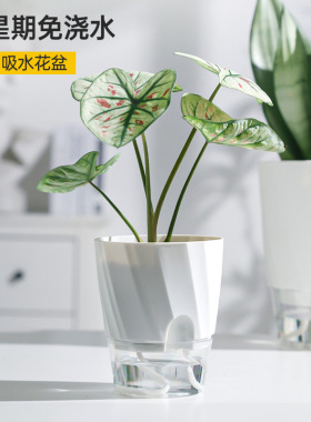 懒人绿萝吸水塑料花盆花盆花瓶