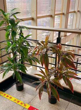 工厂店仿真具盆栽天鹅绒朱真绿植小89119-12树造景庭院拍仿攝蕉道