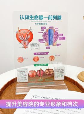 亚克力前列腺模型美容院健康教育工具专业展示高档耐用服务营销品