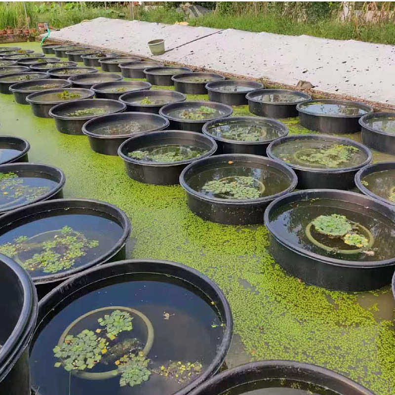 大口径荷花莲花专用盆 加厚耐磨无孔水培睡莲碗莲盆黑色牛筋材质,淘宝优惠券,粉丝福利购,淘宝优惠卷