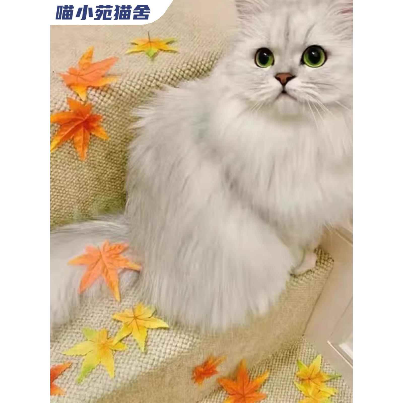 纯种金吉拉猫宠物猫咪布偶猫缅因猫卷毛德文猫蓝猫暹罗猫层渐金 - 图1