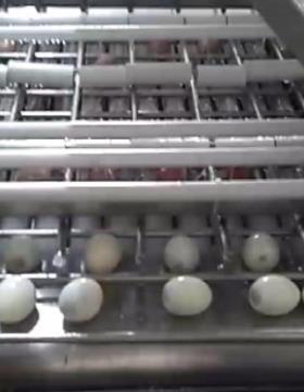 不锈钢剥鸡蛋壳机熟鸡蛋鸭蛋松花蛋剥壳去皮机 自动剥鸡蛋壳机