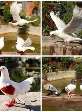 鸽子玩偶仿真鸽子摆件和平鸽假鸽子模型婚礼布置装饰道具鸟类标本