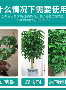【拯救】幸福树专用营养液掉叶子发黄落叶枯萎烂根植物花卉盆栽肥