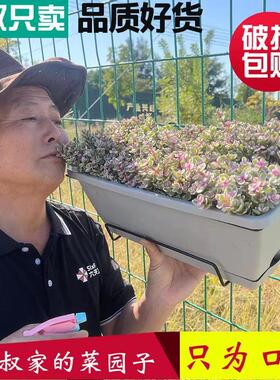 阳台霍伦种菜盆家用盆栽植物长方形种菜专用盆配挂架套装 一件代