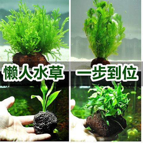 鱼缸懒人水族箱金鱼藻真水草活体鱼缸装饰套餐植物金钱草小圆叶 - 图1