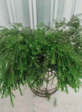 永生金黄金宝树干燥花叶材装饰拍摄道具永生花干花不凋谢