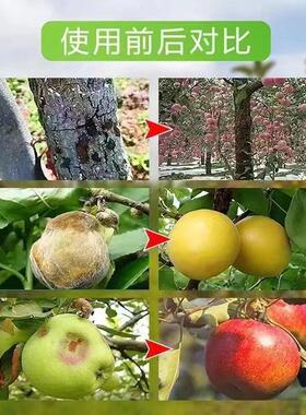 强树宝果树涂杆增强长势促进分芽扦插移植通用营养液促根水溶肥料